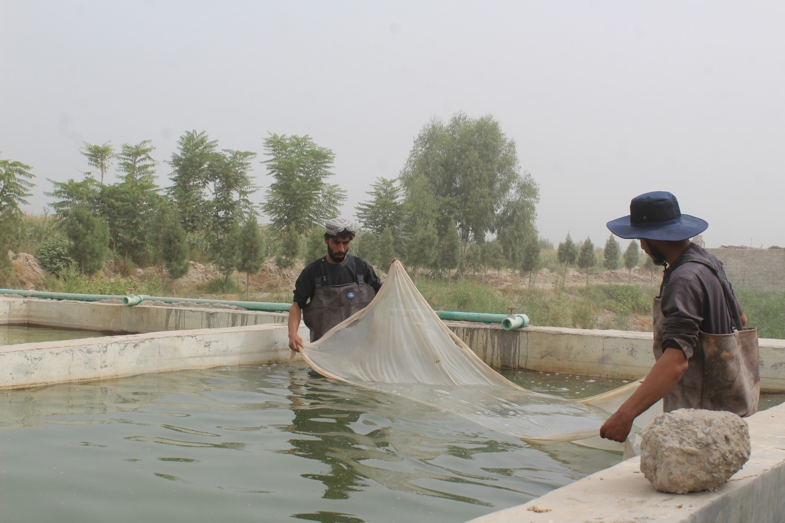 کندهار کي د ماهیانو فارمونه ۲۵ سلنه زیات شوي