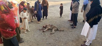 پکتیا کې لېوه ۵ کسان داړلي