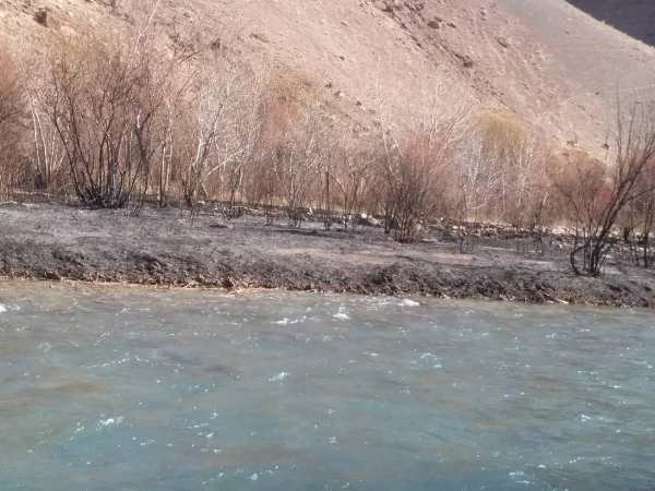 طالبانو غور کې زرګونه ونې سوځولي