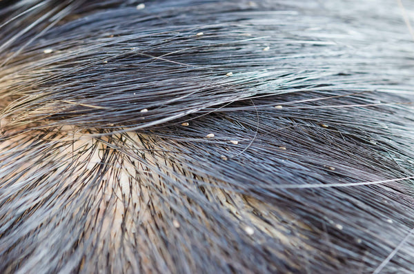 سپږه او نجلۍ - اجمل ښکلی