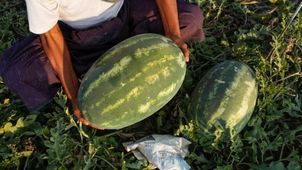 ننګرهار کې د څه باندې ۱۴ زره ټنه هندواڼې د حاصلاتو اټکل شوی