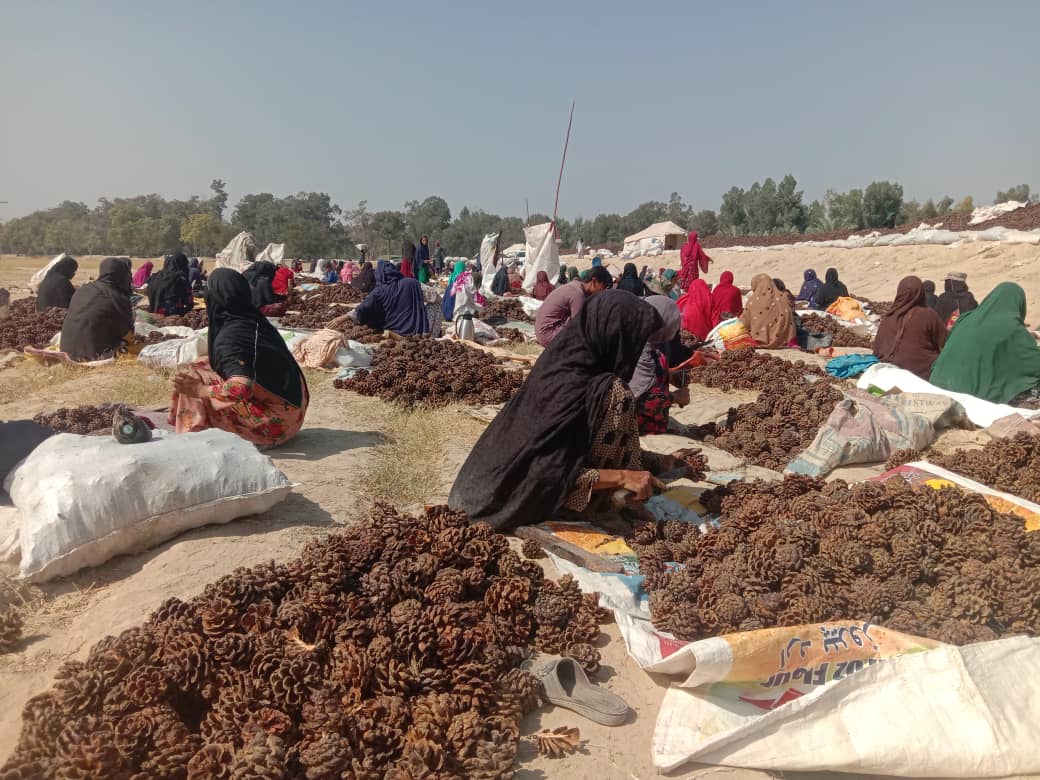 ‏ننګرهار کې سږکال د جلغوزیو حاصلات ۷۸۴ ټنه اټکل شوي