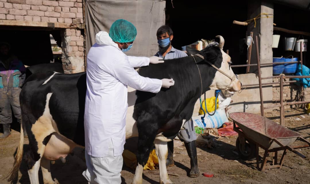 په افغانستان کې میلیونونه څاروي د پښو او خولې ناروغۍ له ګواښ سره مخ دي