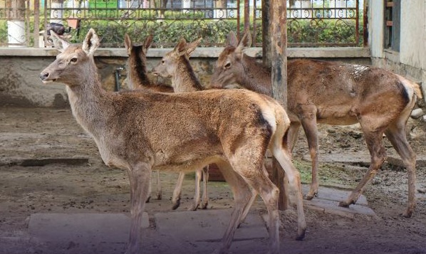 دوستم په کور کې غیر قانوني ساتل شوې ګاوزې؛ د کابل ژوبڼ ته وسپارل شوې