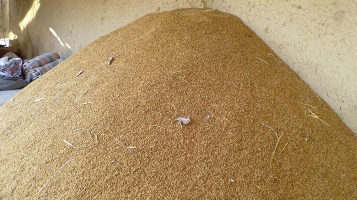 سږکال په لغمان کې شاوخوا ۱۱ زره هکتاره ځمکه کې شولې کرل شوې وې