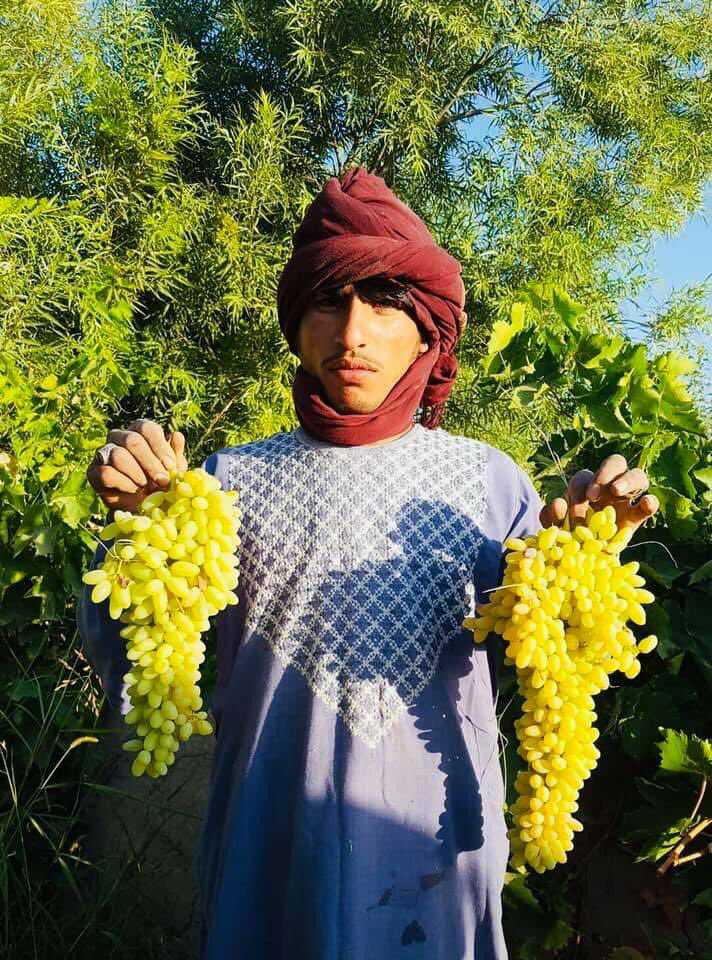 کندهار کې ۱۳۲ زره کسانو ته لنډمهاله کار زمینه برابره شوې