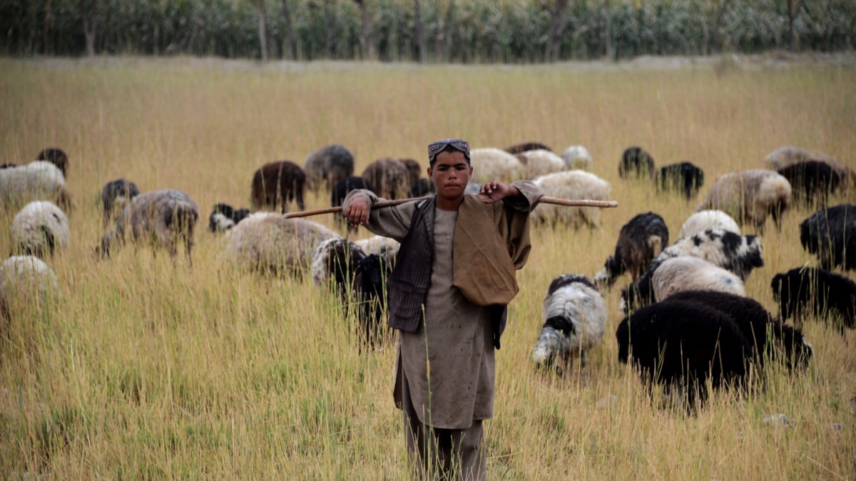 فاریاب کې ماین چاودنې دوه شپانه وژلي