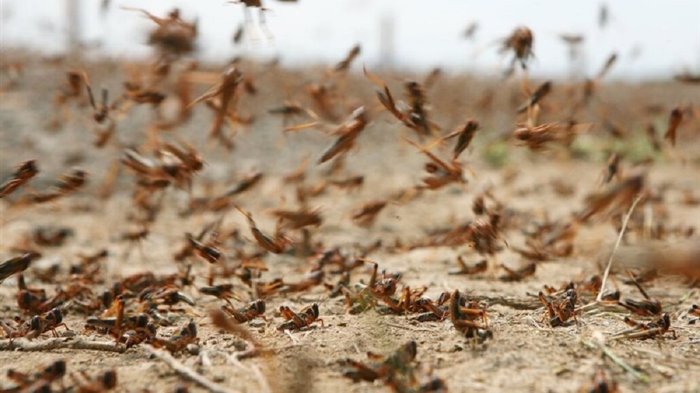 د م، م خبرداری: د افغانستان په ځینو سیمو کې ملخان پیدا شوي