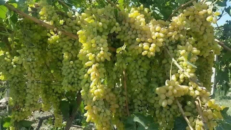 هلمند کې به له انګورو سږ کال ۹۵ زره ټنه حاصلات ترلاسه شي