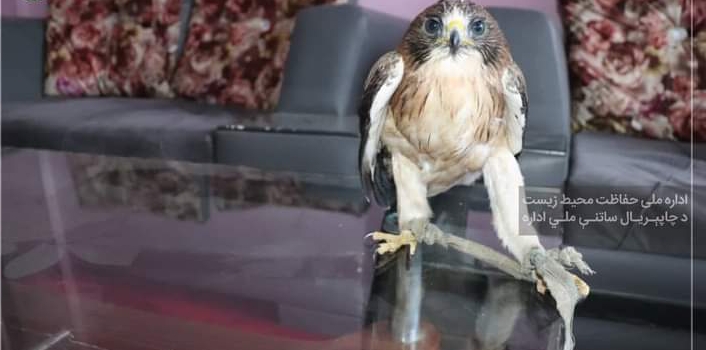 پکتیکا کې یو کمیابه او قیمتي مرغه د ښکاریانو له منګولو خلاص شو