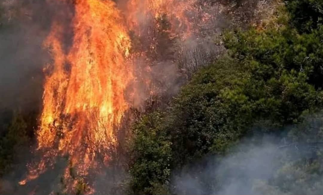 لغمان کې لګېدلی اور مهار شو؛ ۱۲۰ جریبه ځنګل سوځېدلی