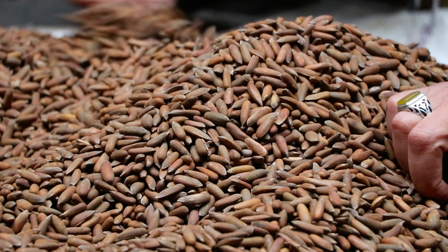 تېرو ۸ میاشتو کې بهر ته د ۱۴ میلیونه ډالرو جلغوزي صادر شوي