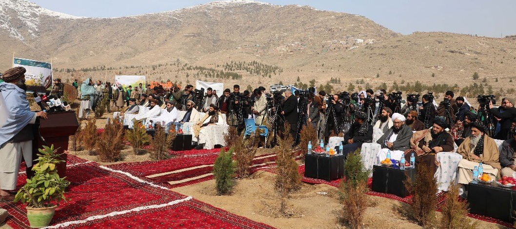 د نیالګیو کېنولو پسرلنی کمپاین پیل شو