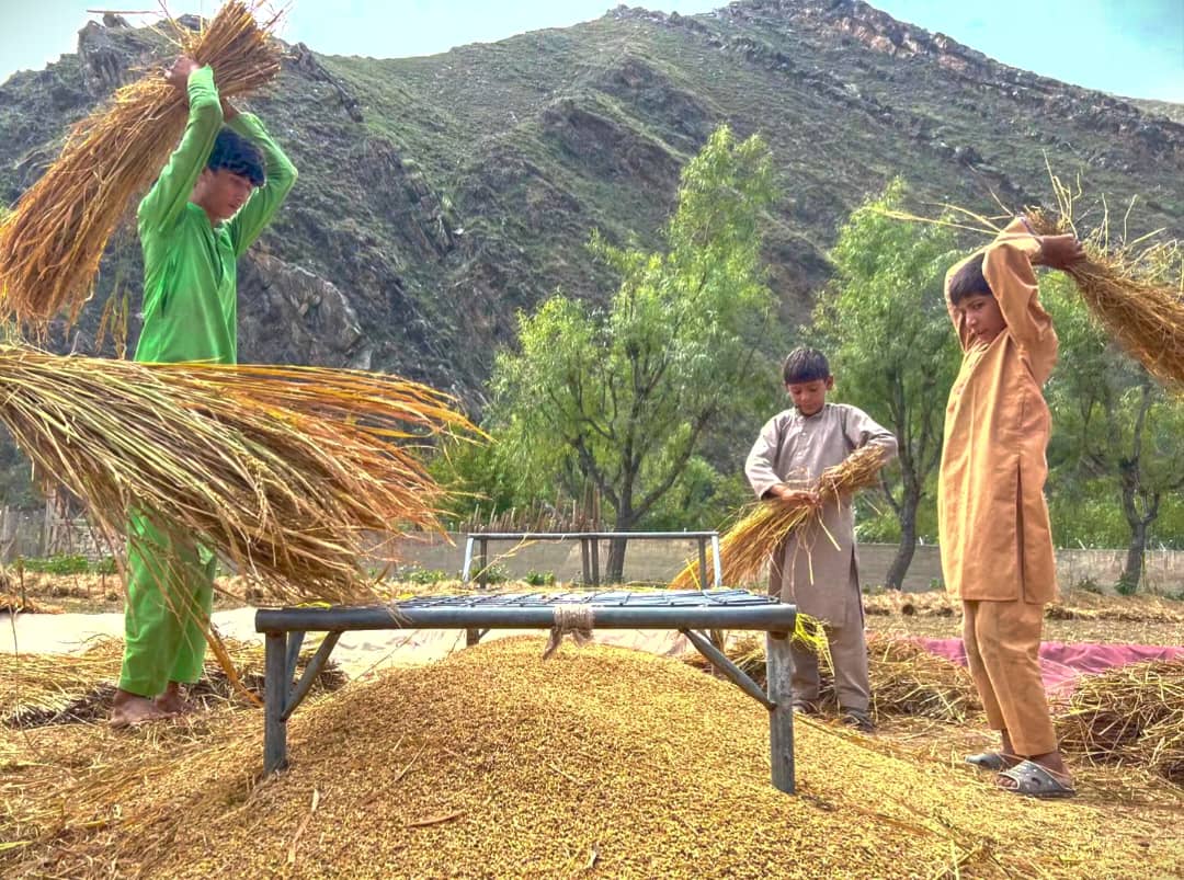 ننګرهار کې د شولو حاصلات کم شوي