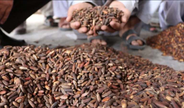 په تېرو ۱۱ میاشتو کې ۱۱۰۰ مټریک ټنه جلغوزي صادر شوي