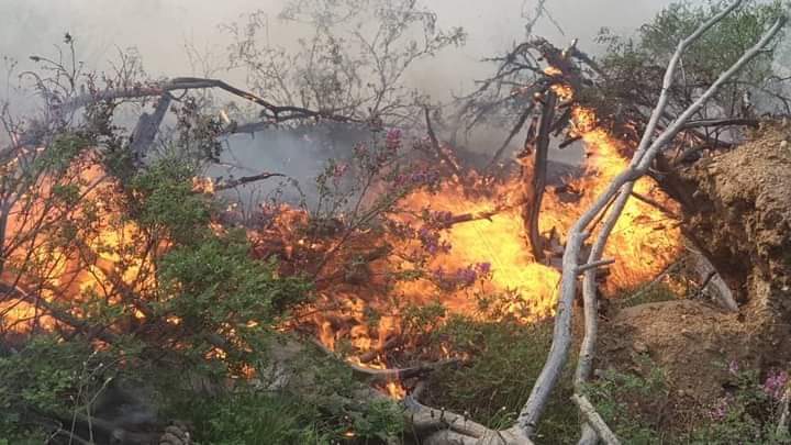 چارواکي: د نورستان او کونړ په ځنګلونو کې بل شوی اور مړ شو
